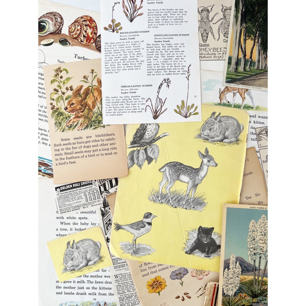 TRUE Vintage Nature‎ Ephemera 25 PCS Junk Journal Botanical Animal Illustrations - Picture 2 of 5